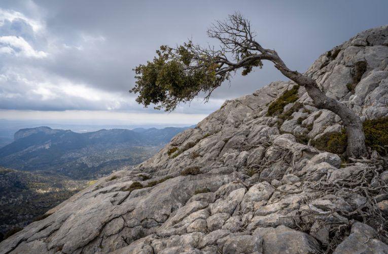 Lincoln: The Importance of Resilience in Overcoming Trauma